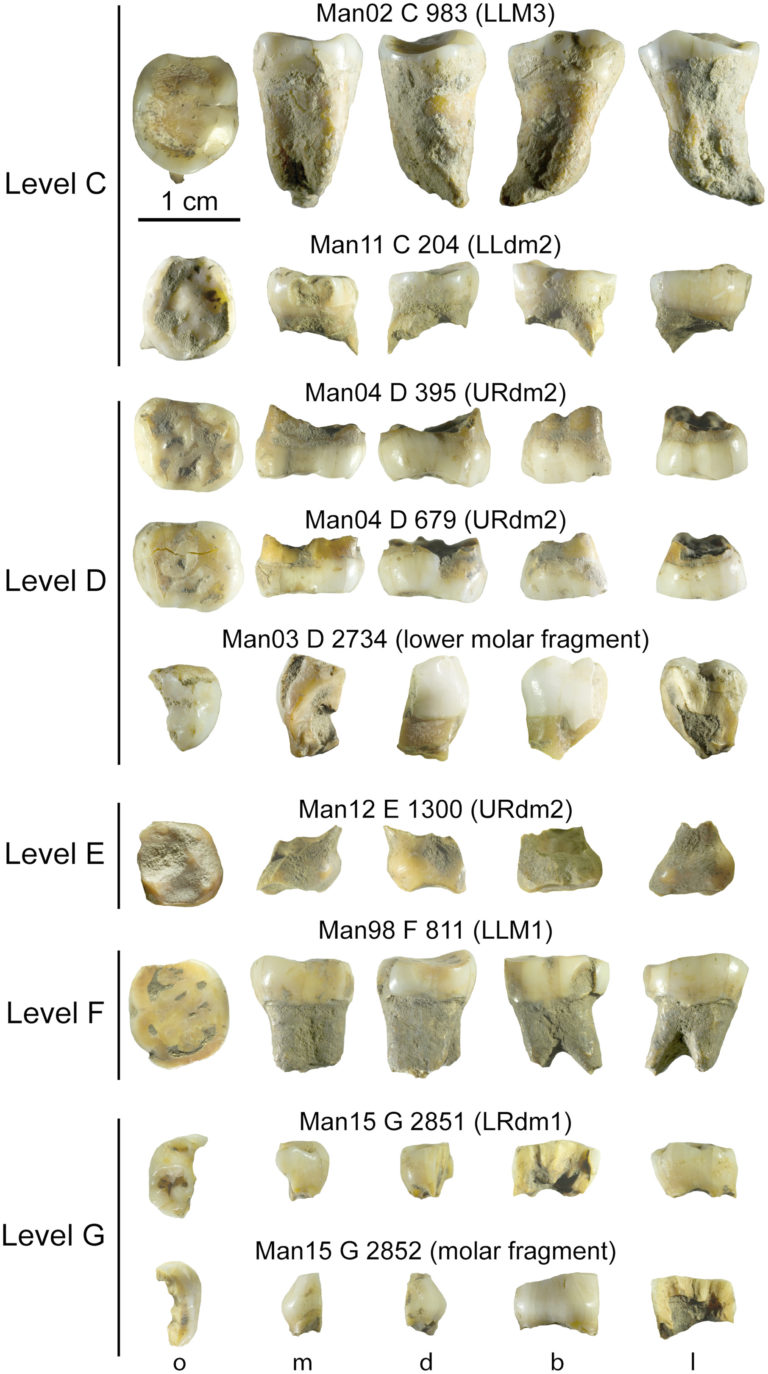 Homo néandertalien versus Homo sapiens, grotte Mandrin dans la Drôme.