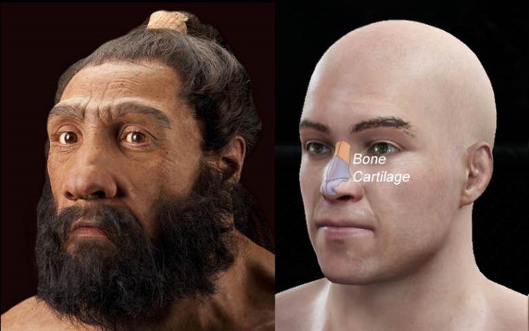 Homo Néandertalien versus Homo sapiens: nez proéminant (visage).