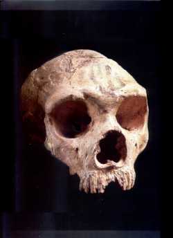 Homo Neanderthalensis de la grotte de Groham à Gibraltar