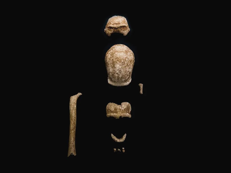 Homo Neanderthalensis
