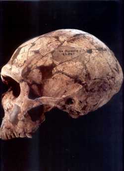 Homo Neanderthalensis: La Ferrassie 1