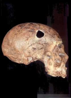 Crâne d'un Homo Neanderthalensis