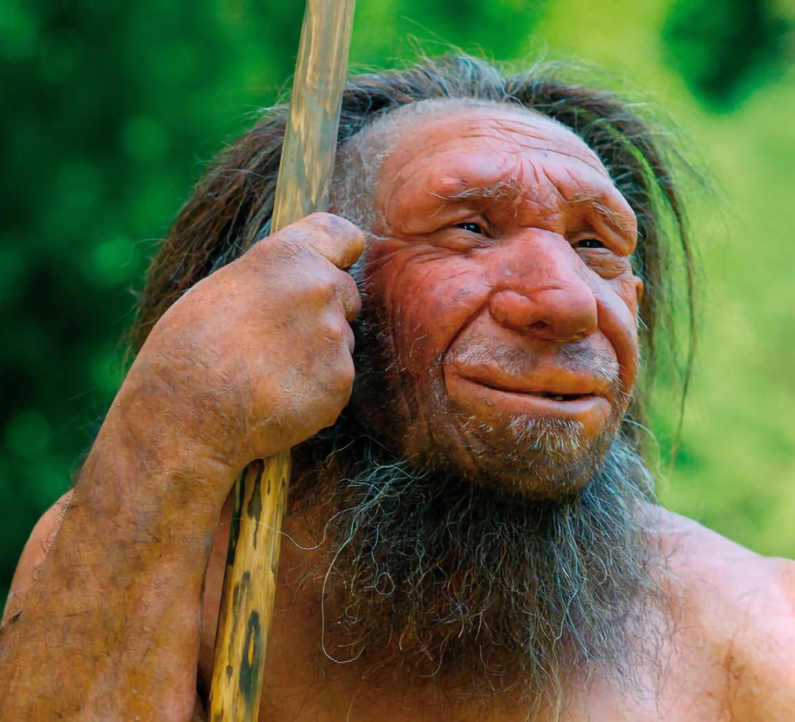 Homo neandertalensis
