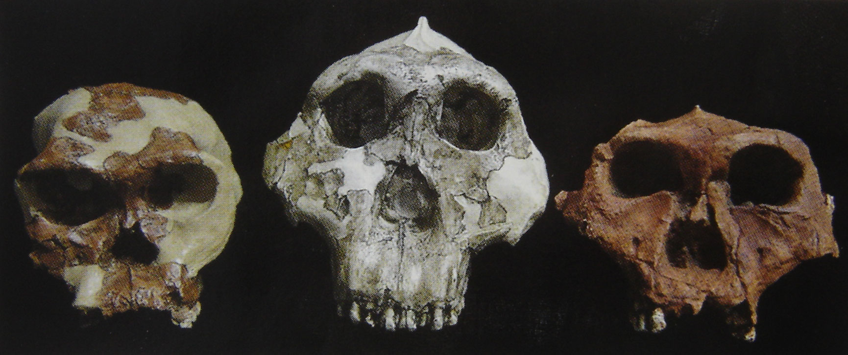 Moulage des premiers représentants du genre Homo, paranthrope d'Afrique orientale & paranthrope d'Afrique australe.