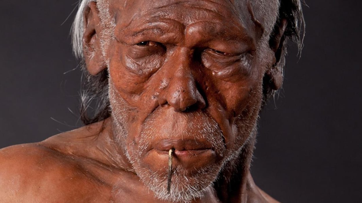 Homo sapiens