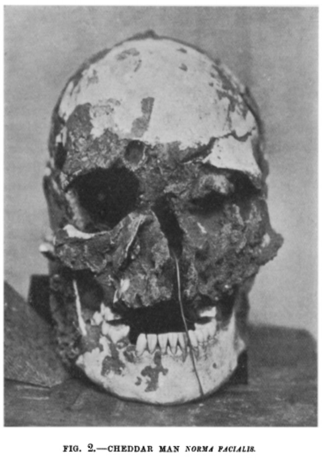 Homo Sapiens de Cheddar (Somerset, Royaume-Uni).