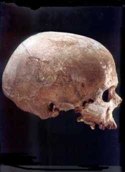 Crâne de Cro-Magnon