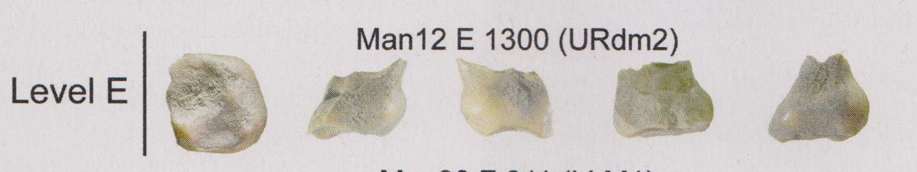 Homo sapiens, grotte Mandrin dans la Drôme.