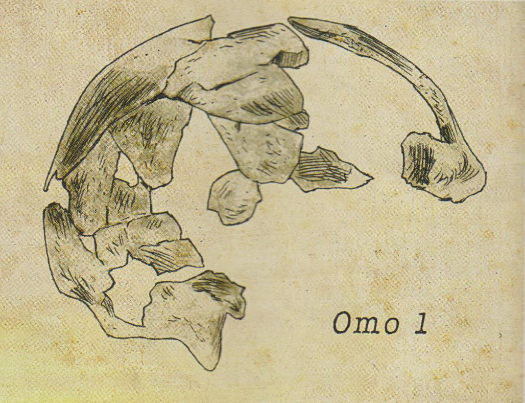 Homo sapiens Omo I