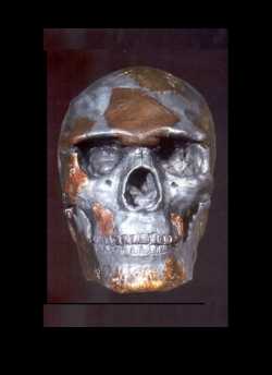 Homo sapiens Omo I amp; Omi II