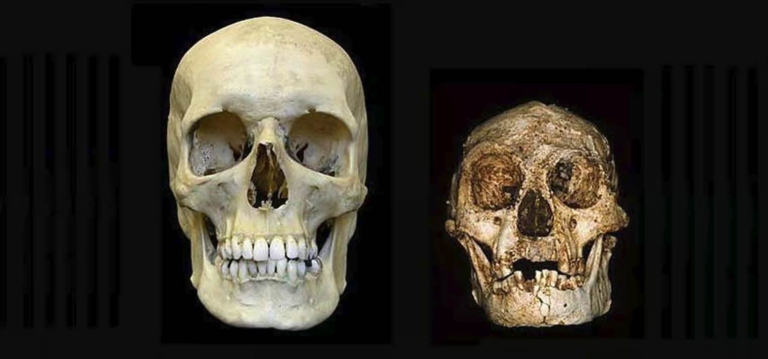 Comparaison entre le crâne d'un Homo sapiens avec celui d'un Homo floresiensis.