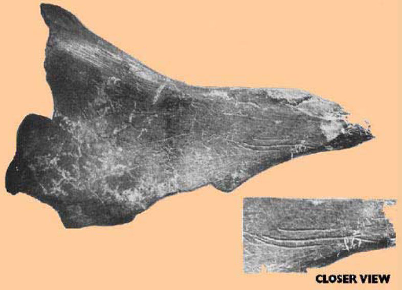 Traces de boucherie sur un os de cheval au Mexique.
