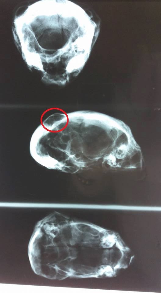 Humanoïde de taille 21cm.