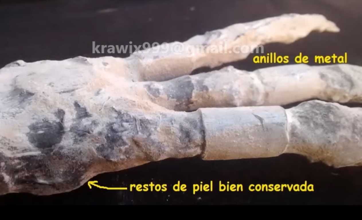 Humanoïde à trois doigts, et sept phalanges.