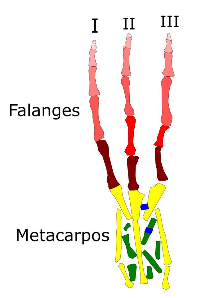 Humanoïde à trois doigts, et sept phalanges.