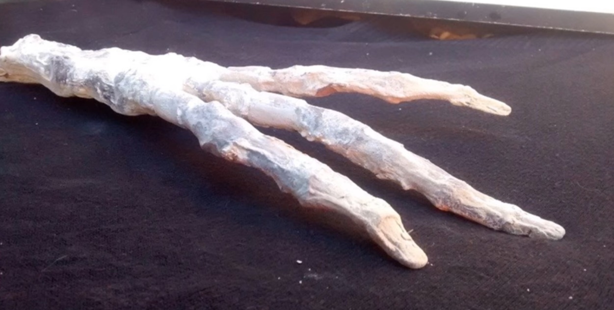 Humanoïde à trois doigts, et sept phalanges.