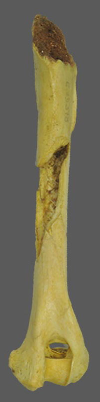 Humérus d'un chien vieux de 17 000 ans.