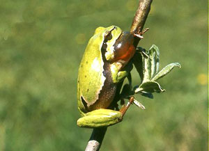 Grenouille Hyla Ballens
