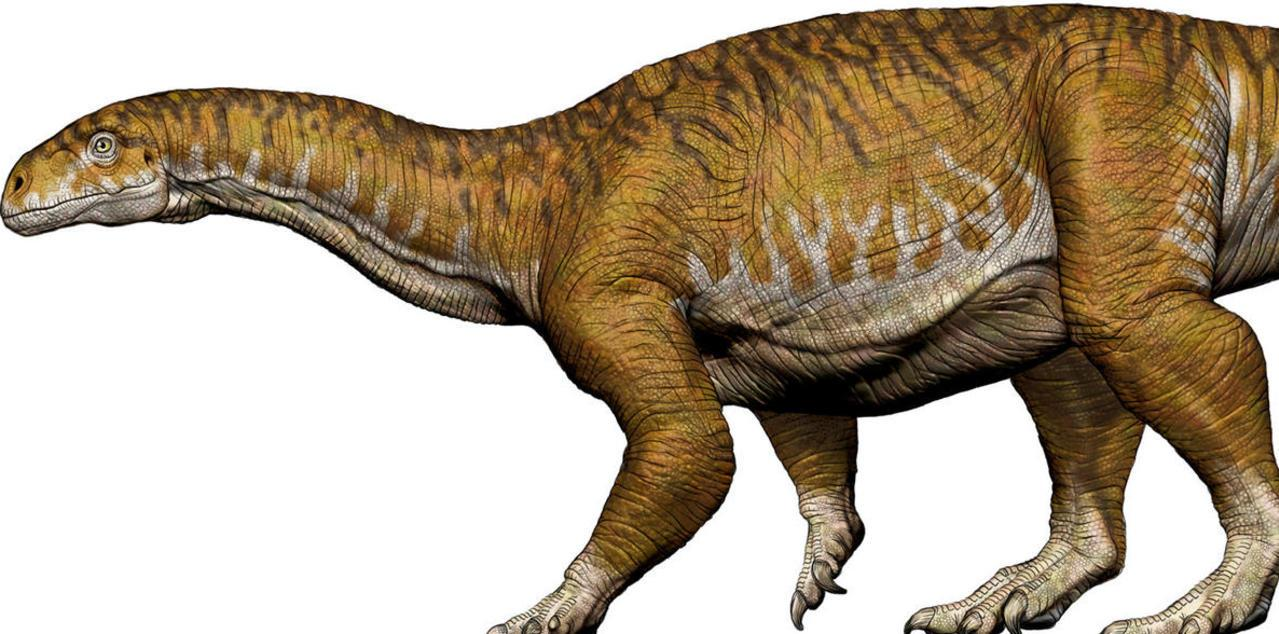 Ingenia prima