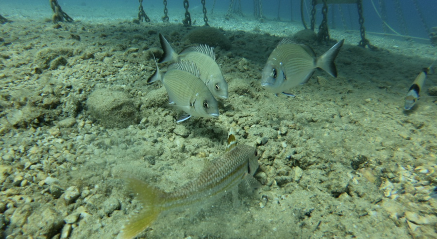 Jardins de Nemo