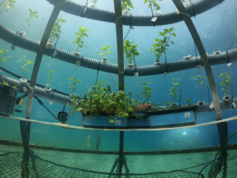 Jardins de Nemo
