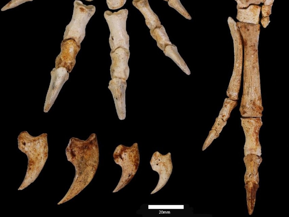 Kangourou Congruus kitcheneri