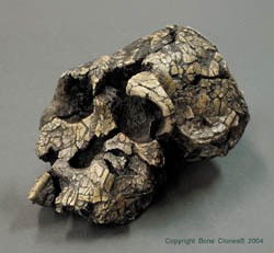 Kenyanthropus Platyops