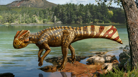 Koreaceratops hwaseongensis