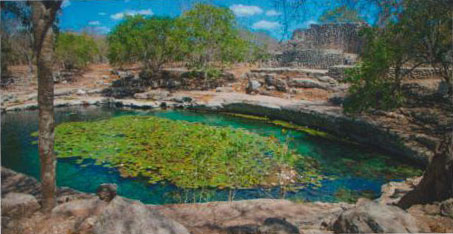 Lac aux nénuphars à Merida au Mexique.