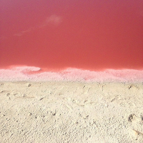 Lagon rose
