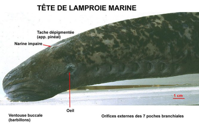 Lamproie marine
