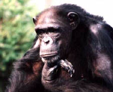 Langage du chimpanzé Ai