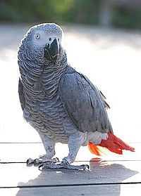 Perroquet gris du Gabon Alex