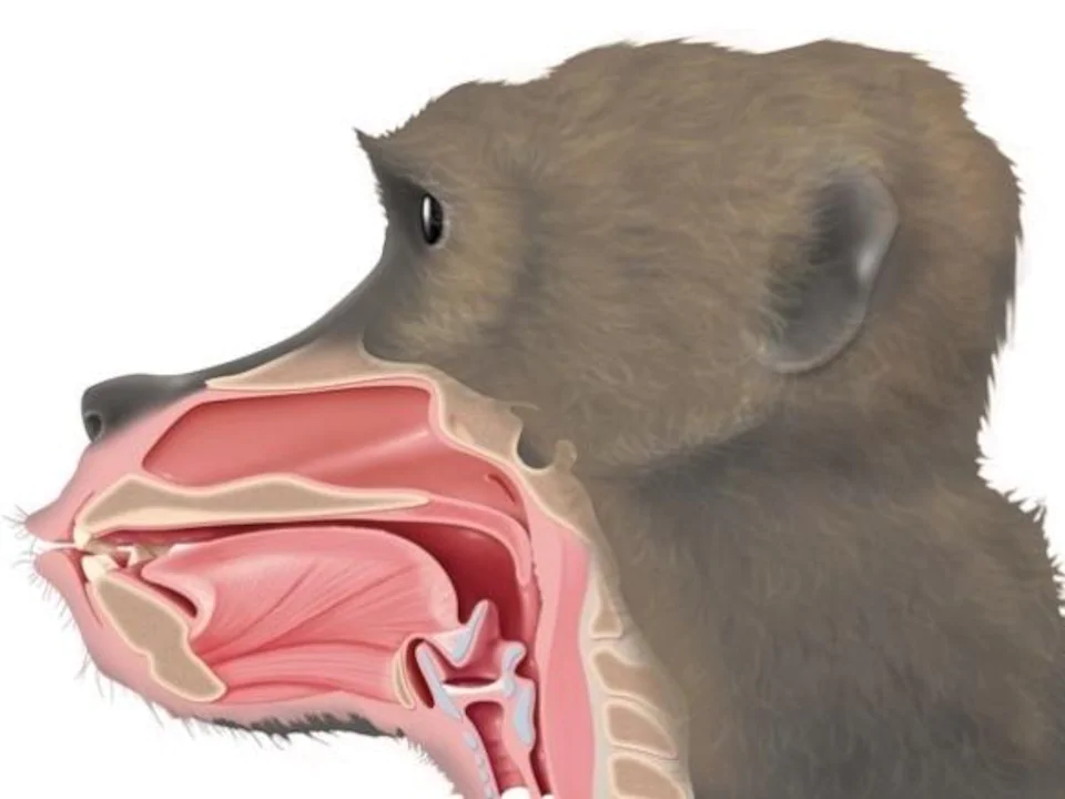 Larynx du babouin