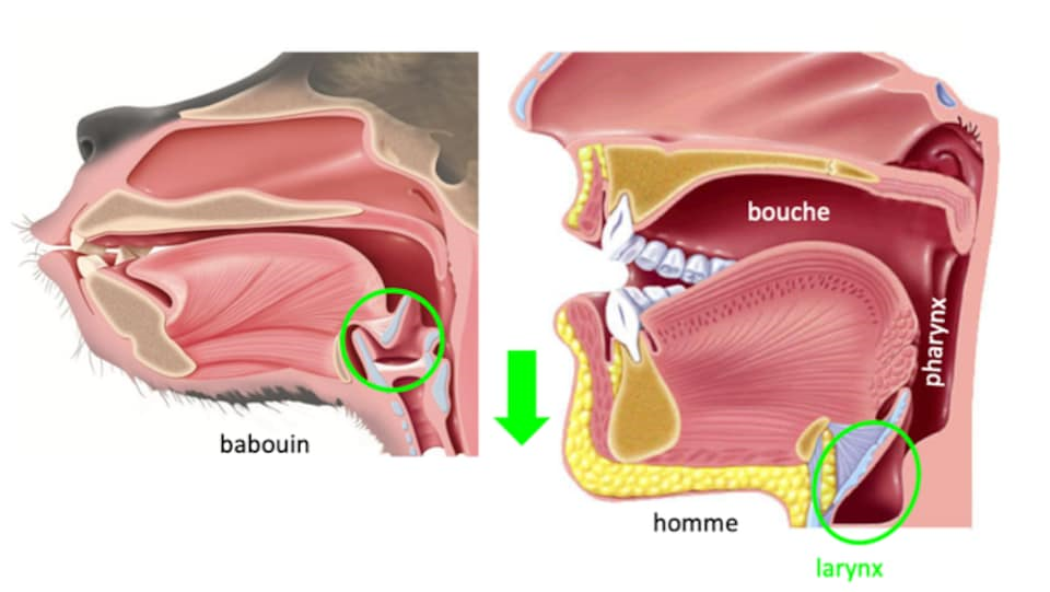 Larynx du babouin et de l'homme