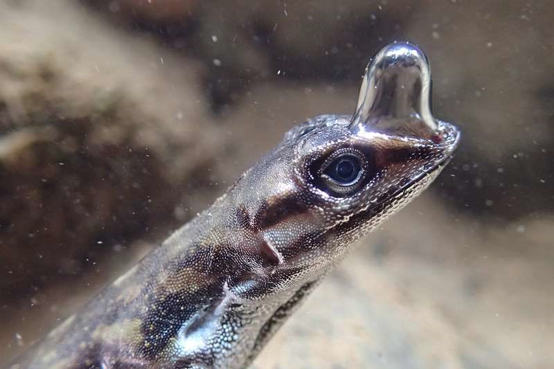 Lézard tropical ou Anolis aquatius respirant sous l'eau.