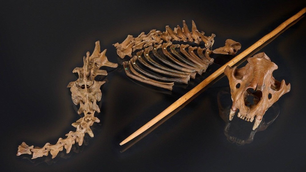Les restes de quatre lions des cavernes à Siegsdorf & Einhornhöle en Allemagne, il y a 48 000 ans.