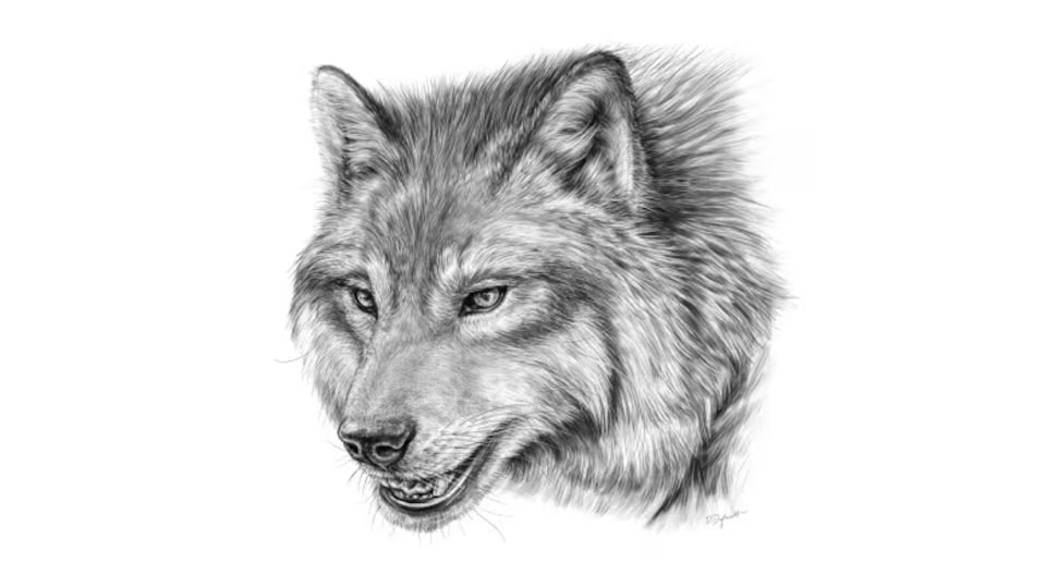 Loup (Canis dirus) à Medecine Hat en Alberta (Canada).