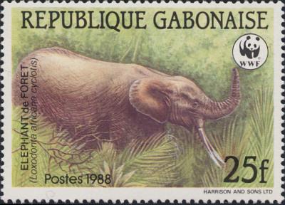 Eléphant nain