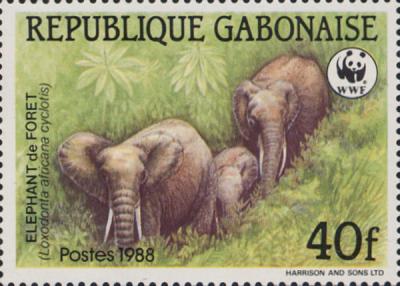 Eléphant nain