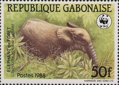 Eléphant nain