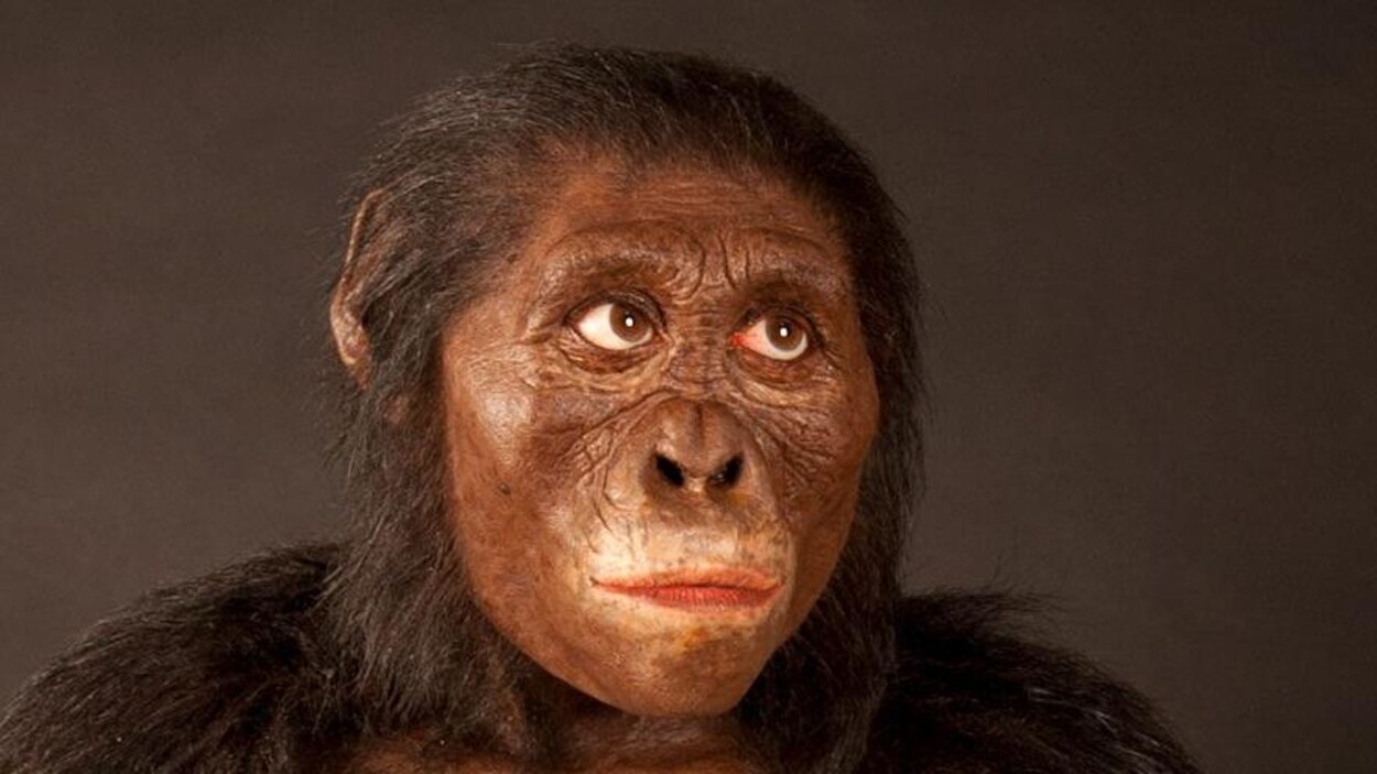 Ossements d'australopithecus afarensis ou Lucy
