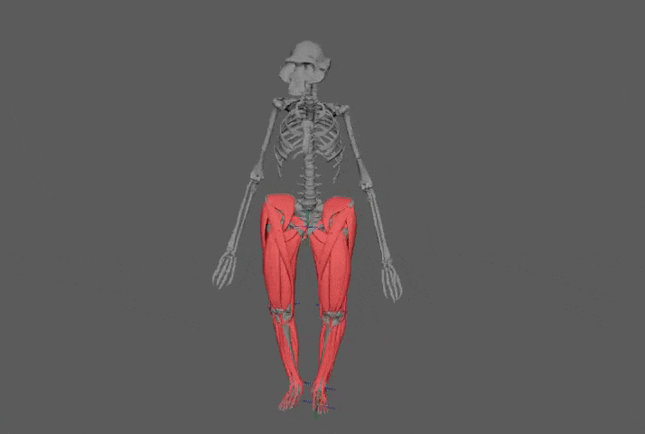 Reconstitution numérique de l'australopithecus afarensis Lucy, par Ashleigh Wiseman.