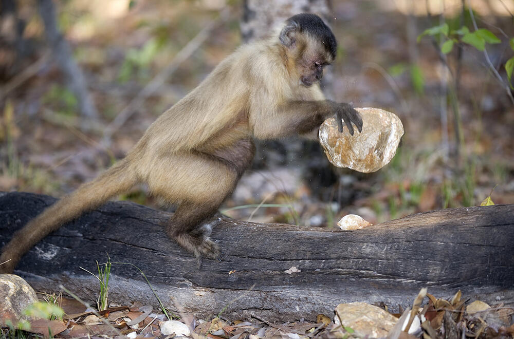 Un macaque crabier casse une noix à l'aide d'une pierre.