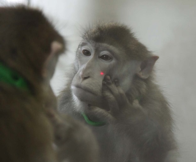 Macaque et le test du miroir ou de la tache colorée.