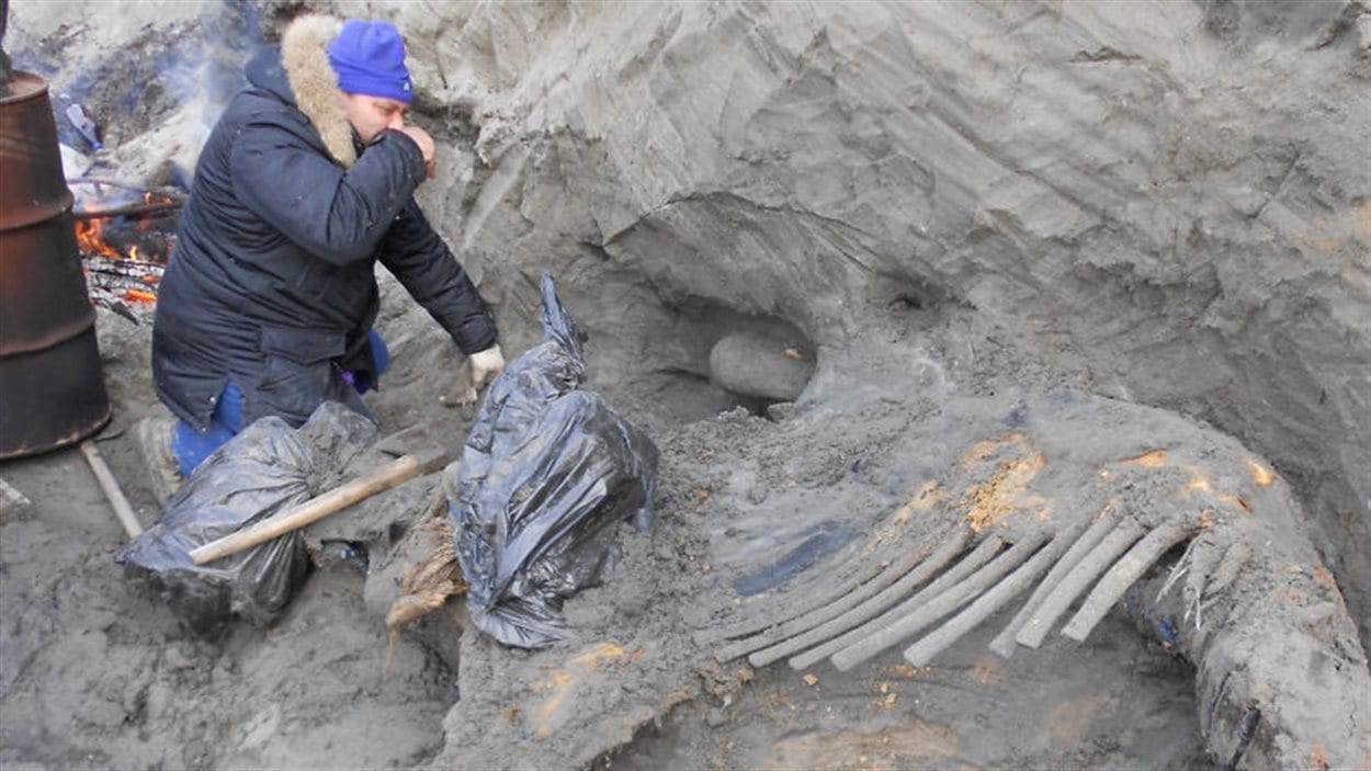 Carcasse d'un mammouth en Sibérie
