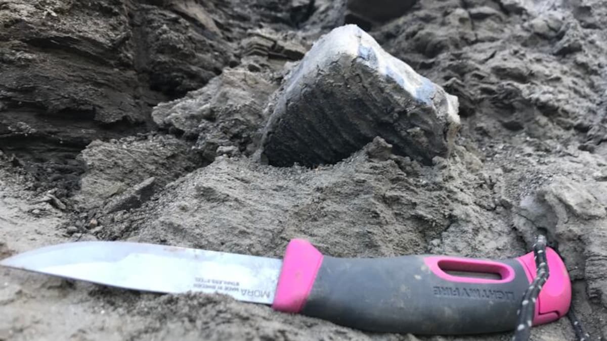 Dent d'un mammouth dans le Yukon, vieux de 216 000 ans.