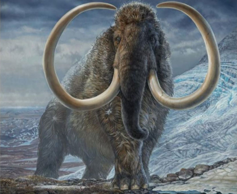 Illustration d'un mammouth laineux mâle adulte dans un col de montagne en Alaska arctique, il y a 210 000 ans.