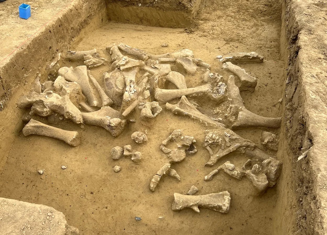 Restes de cinq mammouth à Langmannersdorf en Autriche, vieux de 25 000 ans.