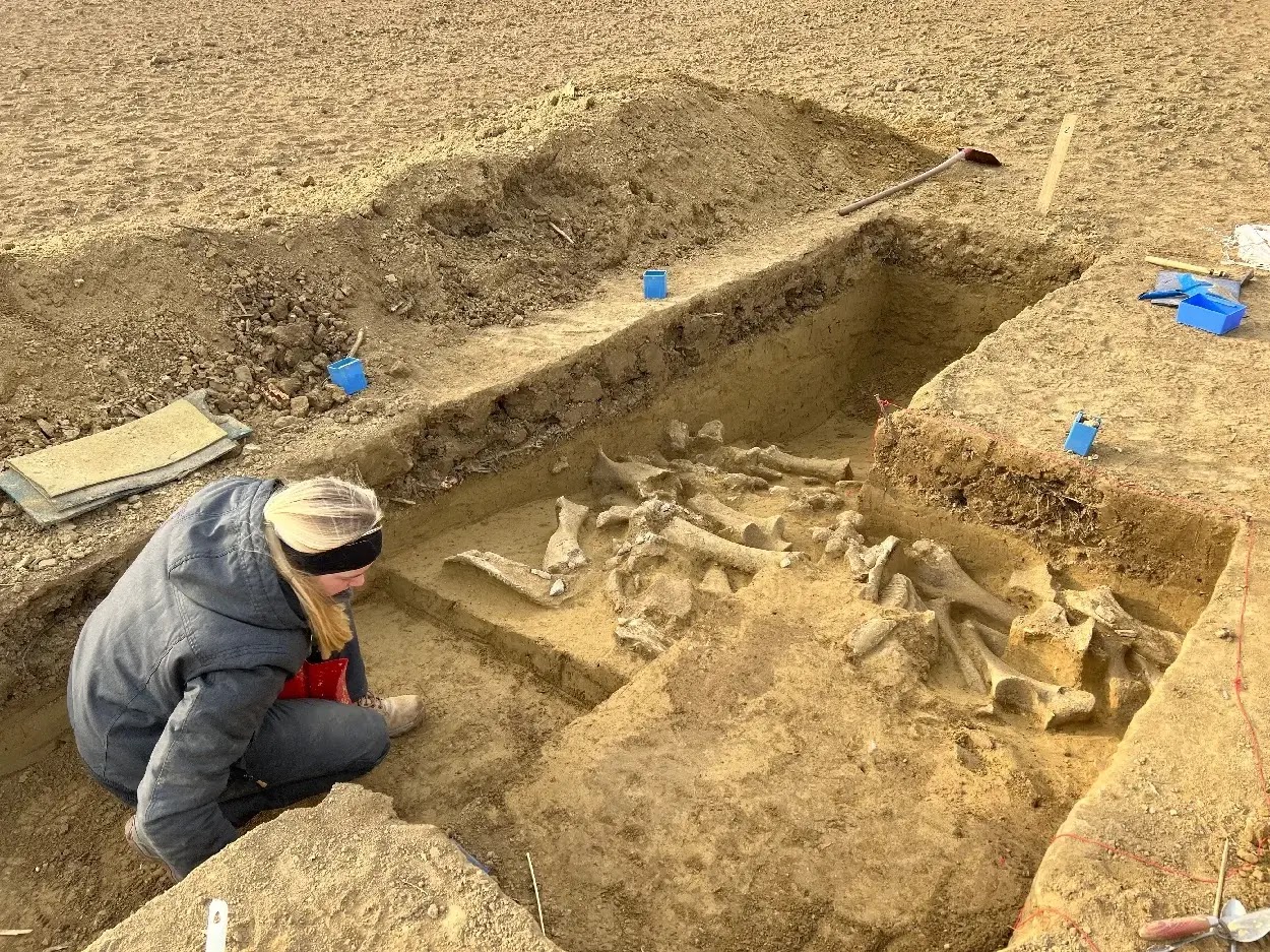 Restes de cinq mammouth à Langmannersdorf en Autriche, vieux de 25 000 ans.